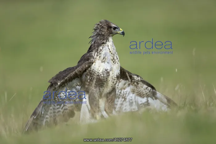 : 80188654 Buzzard - female displaying wings Wales : 80188654 Buzzard - female displaying wings Wales