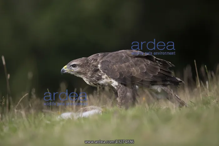 : 80188655 Buzzard - female with prey Wales, UK Buteo : 80188655 Buzzard - female with prey Wales, UK Buteo