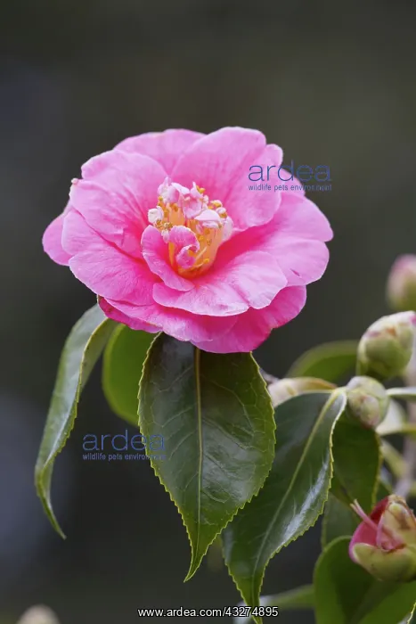 : 80188656 Camellia Flower Cornwall, UK David Chapman : 80188656 Camellia Flower Cornwall, UK David Chapman