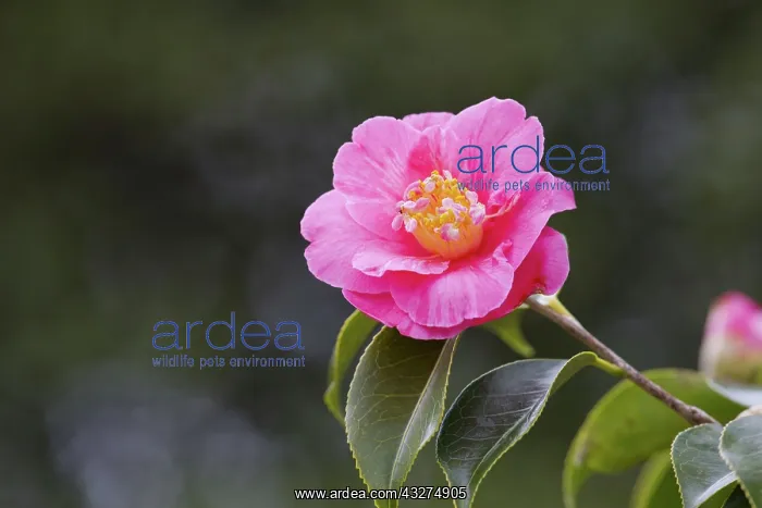 : 80188657 Camellia Flower Cornwall, UK David Chapman : 80188657 Camellia Flower Cornwall, UK David Chapman