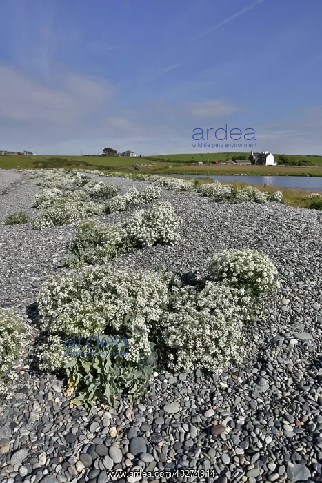 : 80188658 Cemlyn Bay - Sea Kale in flower Anglesey : 80188658 Cemlyn Bay - Sea Kale in flower Anglesey