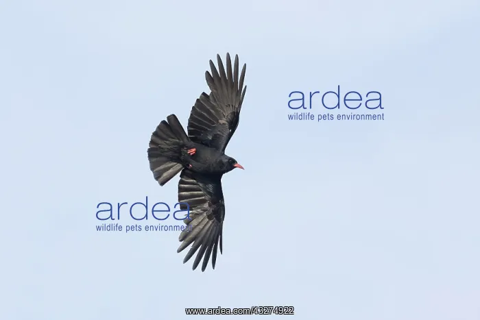 : 80188659 Chough - in flight Anglesey, Wales, UK : 80188659 Chough - in flight Anglesey, Wales, UK