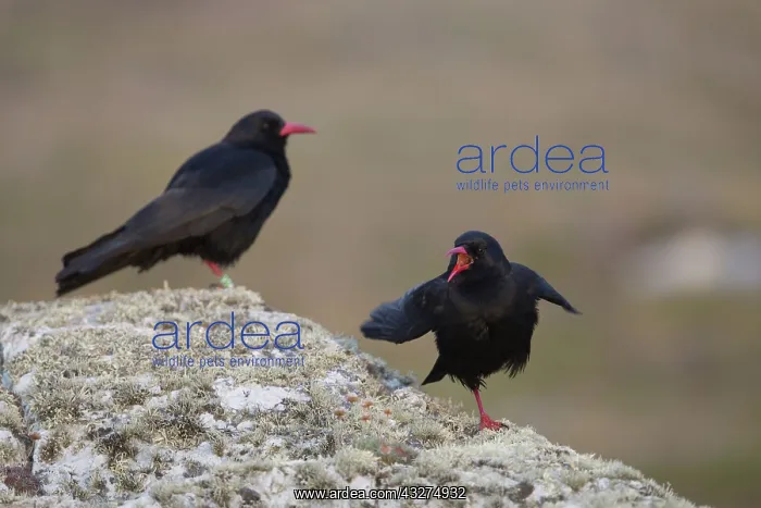 : 80188660 Chough - two Anglesey, Wales, UK Pyrrhocorax : 80188660 Chough - two Anglesey, Wales, UK Pyrrhocorax