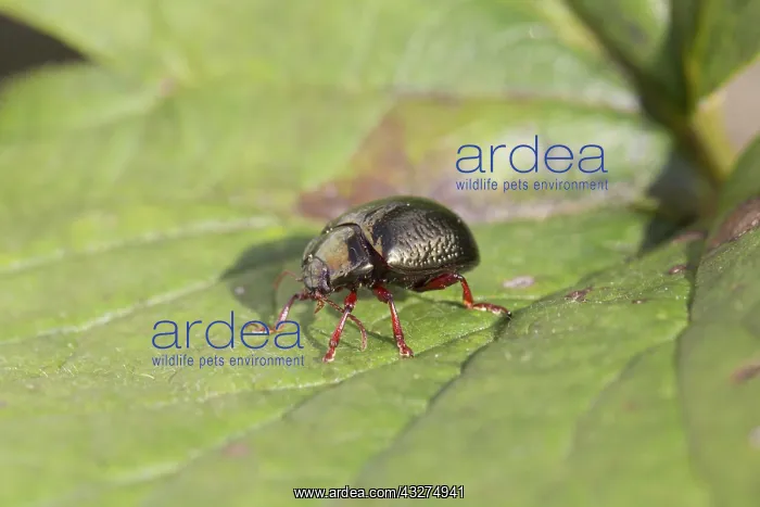  : 80188661 Leaf Beetle Cornwall, UK Chrysolina banksi