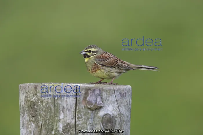 : 80188662 Cirl Bunting Devon, UK Emberiza cirlus : 80188662 Cirl Bunting Devon, UK Emberiza cirlus