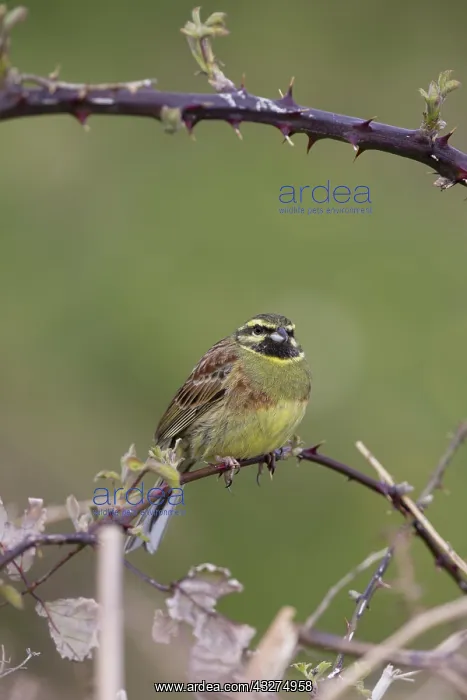 : 80188663 Cirl Bunting - on bramble Devon, UK Emberiza : 80188663 Cirl Bunting - on bramble Devon, UK Emberiza