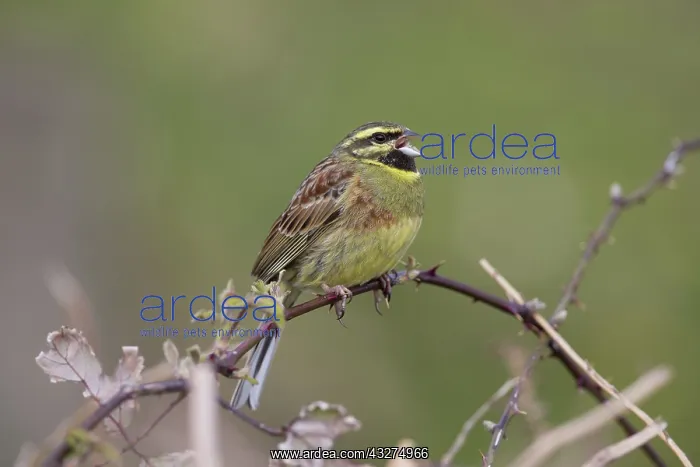  : 80188664 Cirl Bunting - singing Devon, UK Emberiza