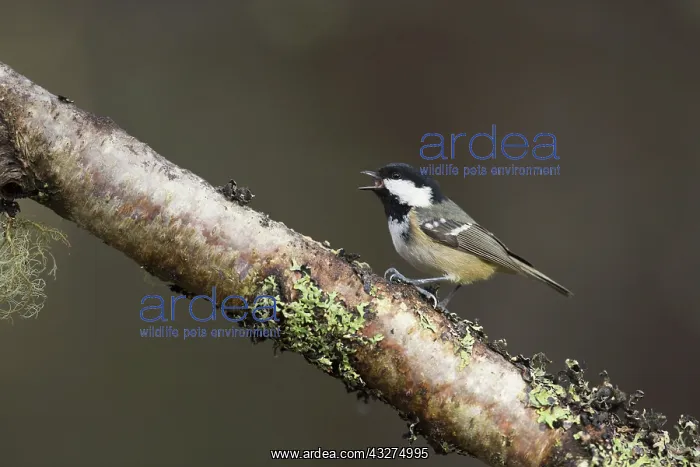 : 80188667 Coal Tit - calling Scotland, UK Parus ater : 80188667 Coal Tit - calling Scotland, UK Parus ater