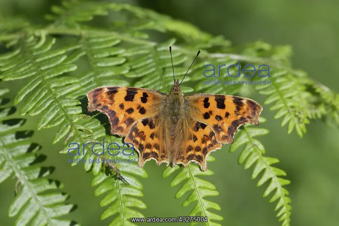 : 80188668 Comma Butterfly - on Bracken Cornwall : 80188668 Comma Butterfly - on Bracken Cornwall
