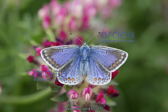 : 80188669 Common Blue Butterfly - female Anglesey : 80188669 Common Blue Butterfly - female Anglesey