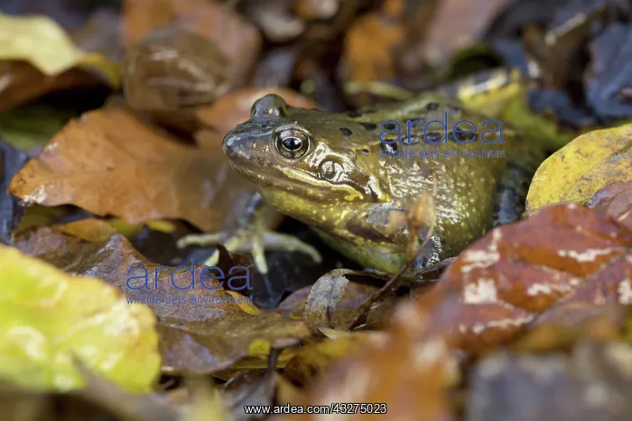 : 80188670 Common Frog - Autumn Cornwall, UK Rana : 80188670 Common Frog - Autumn Cornwall, UK Rana
