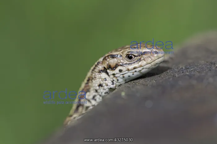 : 80188671 Common Lizard - head Cornwall, UK Lacerta : 80188671 Common Lizard - head Cornwall, UK Lacerta