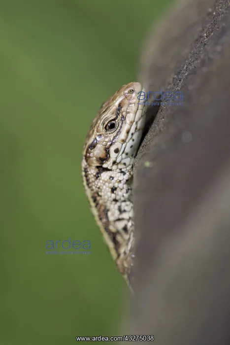 : 80188672 Common Lizard - head Cornwall, UK Lacerta : 80188672 Common Lizard - head Cornwall, UK Lacerta