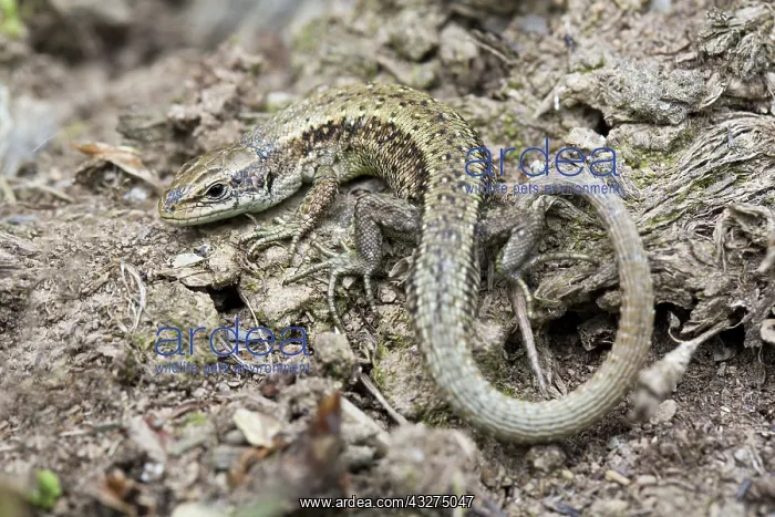 : 80188673 Common Lizard Cornwall, UK Lacerta vivipara : 80188673 Common Lizard Cornwall, UK Lacerta vivipara