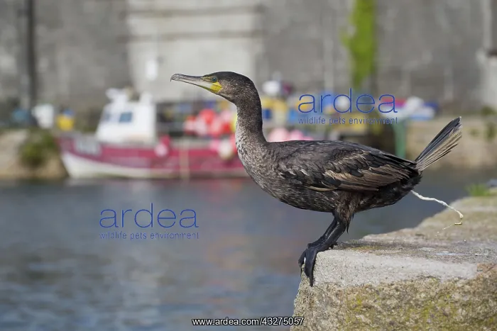 : 80188674 Cormorant - juvenile excreting Cornwall : 80188674 Cormorant - juvenile excreting Cornwall