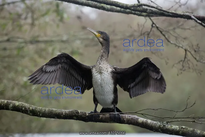 : 80188675 Cormorant - juvenile drying wings Cornwall : 80188675 Cormorant - juvenile drying wings Cornwall