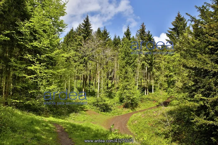 : 80188676 Credenhill Woods Herefordshire, UK David : 80188676 Credenhill Woods Herefordshire, UK David