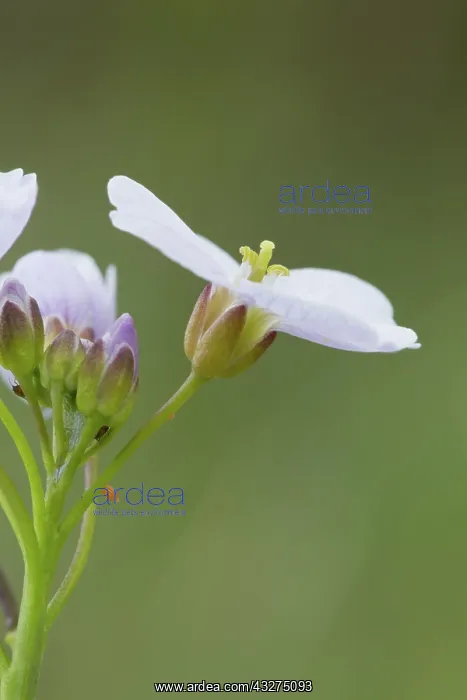  : 80188678 Cuckoo Flower - with Orange Tip Egg Cornwall