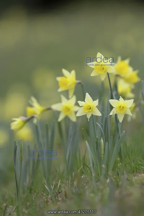 : 80188680 Daffodil Flowers - Spring Cornwall, UK : 80188680 Daffodil Flowers - Spring Cornwall, UK