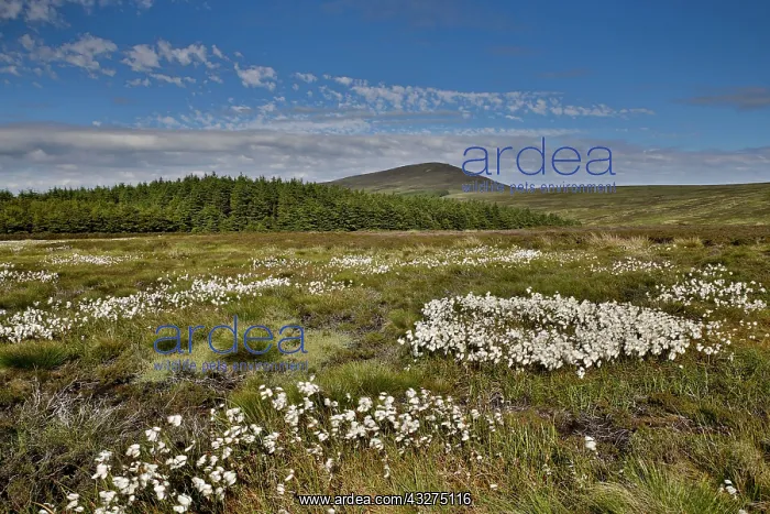 : 80188681 Dalby Moor - Summer Isle of Man, UK David : 80188681 Dalby Moor - Summer Isle of Man, UK David