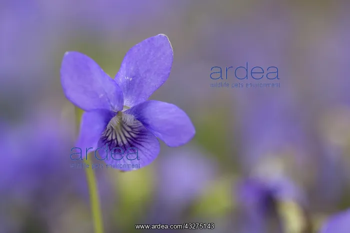 : 80188684 Dog Violet Flower Cornwall, UK Viola riviniana : 80188684 Dog Violet Flower Cornwall, UK Viola riviniana