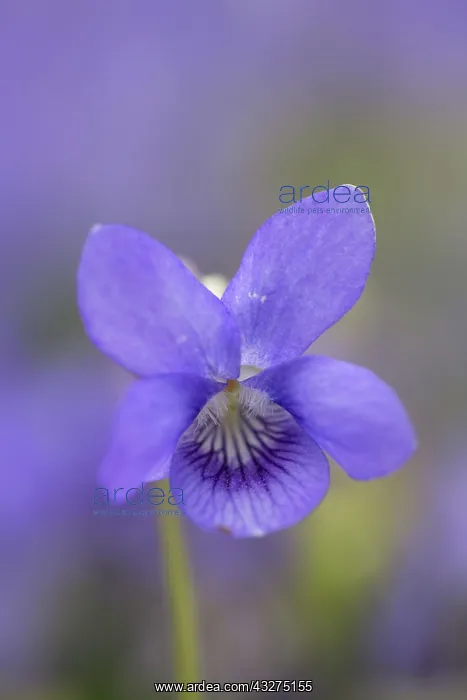 : 80188685 Dog Violet Flower Cornwall, UK Viola riviniana : 80188685 Dog Violet Flower Cornwall, UK Viola riviniana