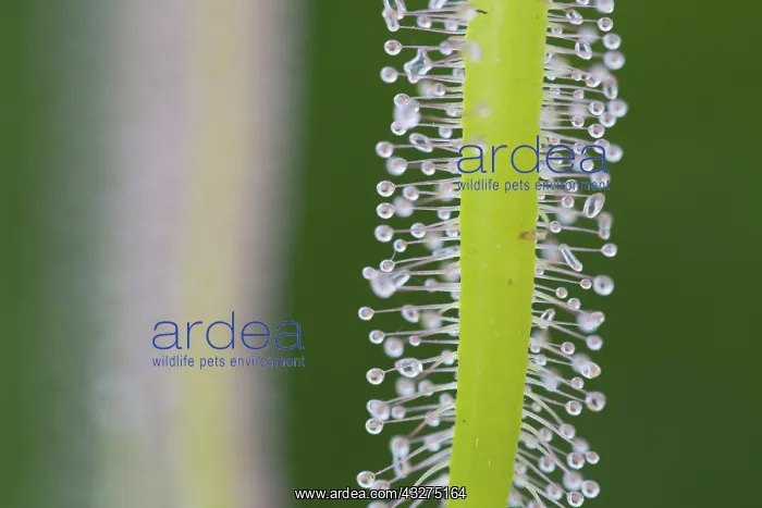 : 80188686 Forked Leaved Sundew - sticky globule tipped : 80188686 Forked Leaved Sundew - sticky globule tipped