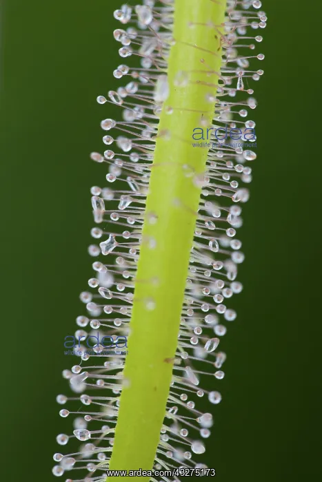 : 80188687 Forked Leaved Sundew - sticky hairs on : 80188687 Forked Leaved Sundew - sticky hairs on