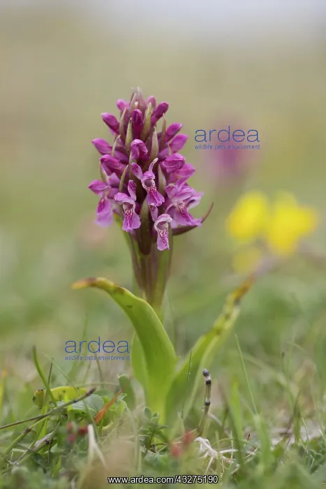 : 80188689 Early Marsh Orchid Flower Anglesey, Wales : 80188689 Early Marsh Orchid Flower Anglesey, Wales