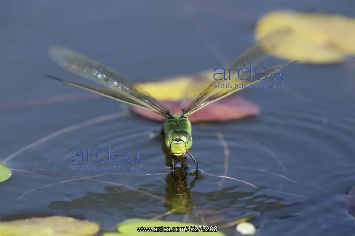 : 80188691 Emperor Dragonfly - female Ovipositing : 80188691 Emperor Dragonfly - female Ovipositing