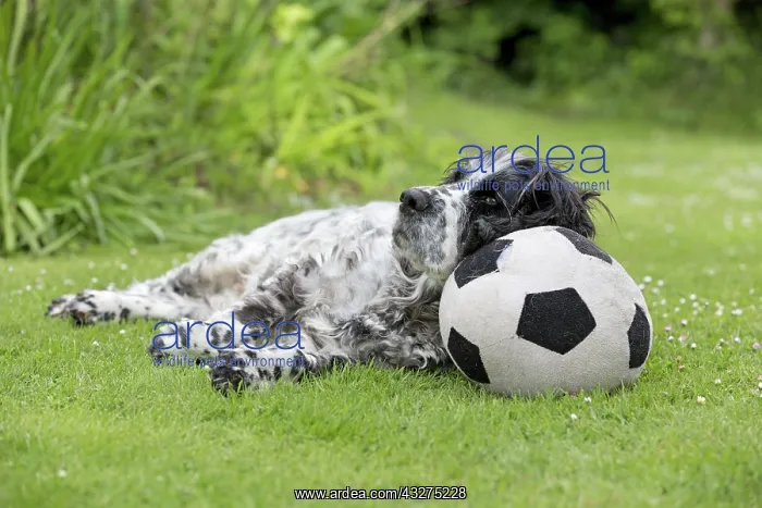 : 80188693 Springer Spaniel - using football cushion : 80188693 Springer Spaniel - using football cushion