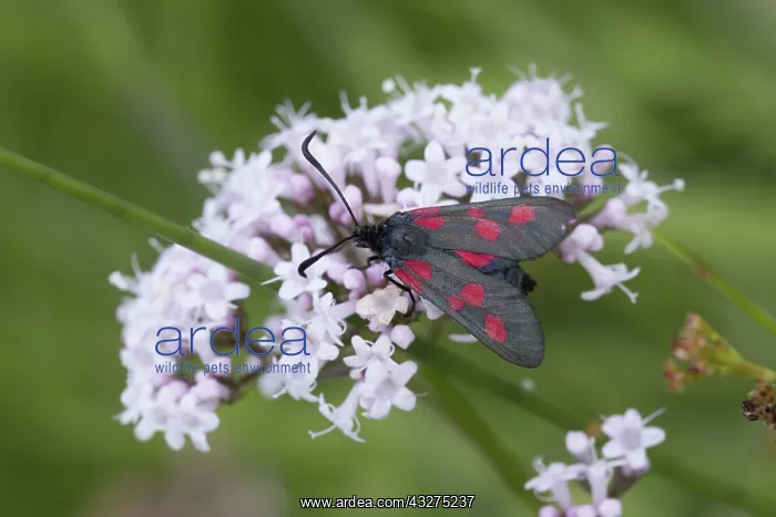 : 80188694 Five Spot Burnet Moth - on flower Cornwall : 80188694 Five Spot Burnet Moth - on flower Cornwall