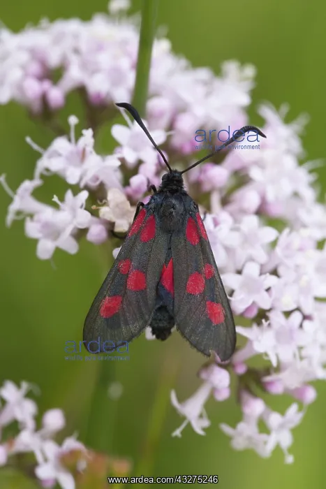 : 80188695 Five Spot Burnet Moth - on flower Cornwall : 80188695 Five Spot Burnet Moth - on flower Cornwall
