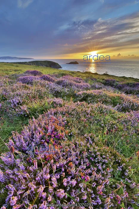 : 80188698 Seascape - at sunset Godrevy, Cornwall : 80188698 Seascape - at sunset Godrevy, Cornwall
