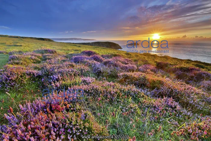 : 80188699 Seascape - at sunset Godrevy, Cornwall : 80188699 Seascape - at sunset Godrevy, Cornwall
