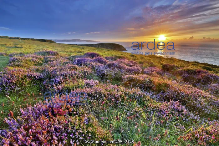  : 80188699 Seascape - at sunset Godrevy, Cornwall