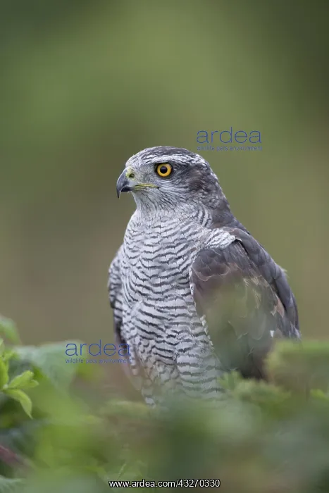 : 80188702 Goshawk - male Wales, UK Accipiter gentilis : 80188702 Goshawk - male Wales, UK Accipiter gentilis