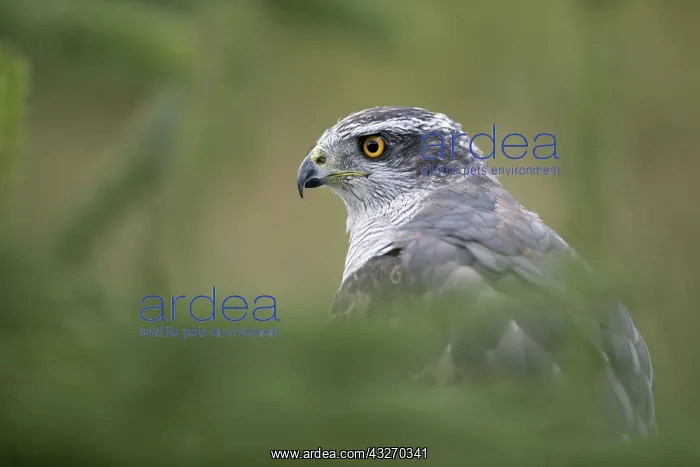 : 80188703 Goshawk - male Wales, UK Accipiter gentilis : 80188703 Goshawk - male Wales, UK Accipiter gentilis