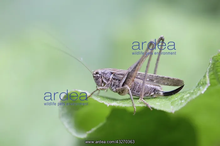 : 80188705 Grey Bush Cricket Isles of Scilly, UK Platycleis : 80188705 Grey Bush Cricket Isles of Scilly, UK Platycleis