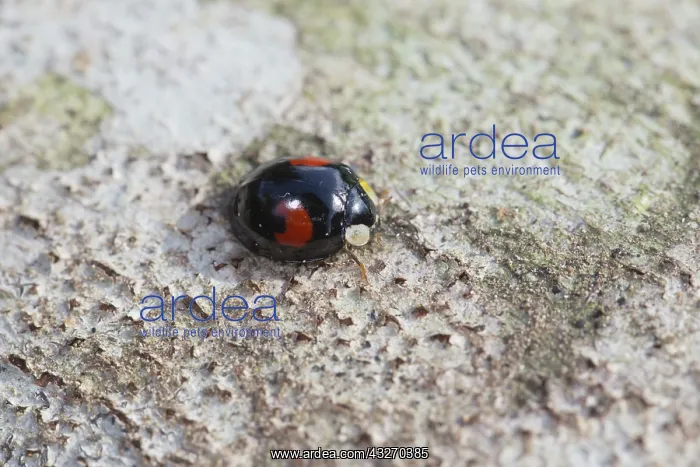 : 80188707 Harlequin Ladybird Cornwall, UK Harmonia : 80188707 Harlequin Ladybird Cornwall, UK Harmonia