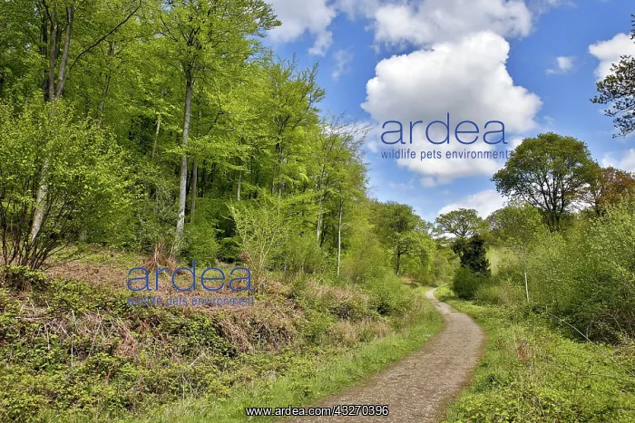 : 80188708 Haugh Woods Herefordshire, UK David Chapman : 80188708 Haugh Woods Herefordshire, UK David Chapman