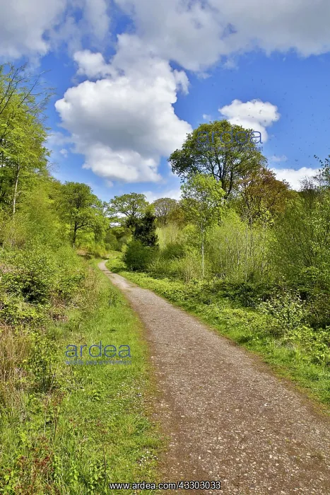 : 80188709 Haugh Wood Herefordshire, UK David Chapman : 80188709 Haugh Wood Herefordshire, UK David Chapman