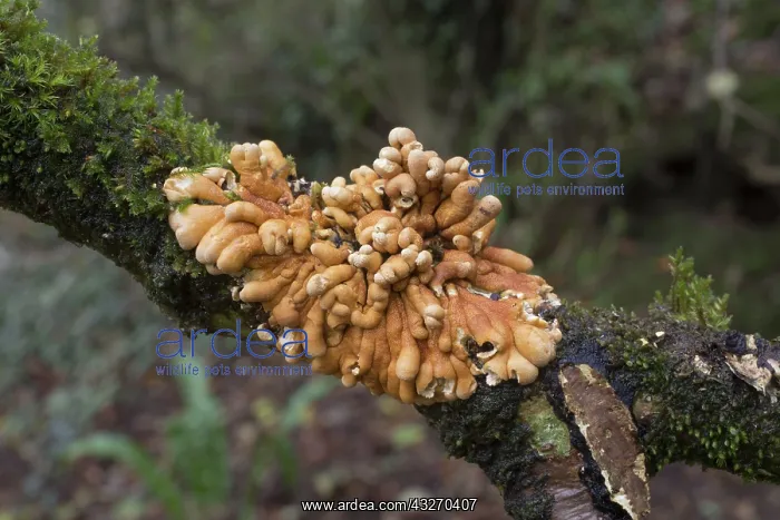 : 80188710 Hazel Gloves Fungus - Autumn Cornwall : 80188710 Hazel Gloves Fungus - Autumn Cornwall