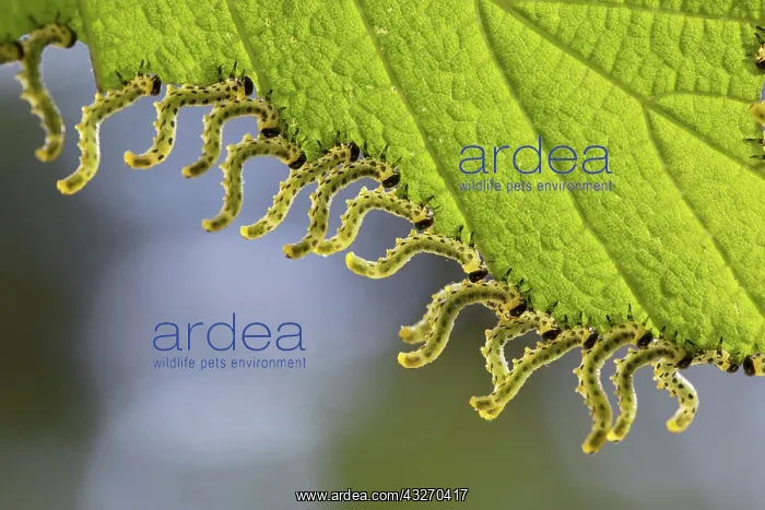 : 80188711 Hazel Sawfly Larvae - on leaf Cornwall : 80188711 Hazel Sawfly Larvae - on leaf Cornwall