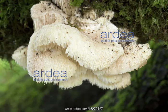 : 80188712 Hedgehog Fungus - Autumn Cornwall, UK Hericium : 80188712 Hedgehog Fungus - Autumn Cornwall, UK Hericium