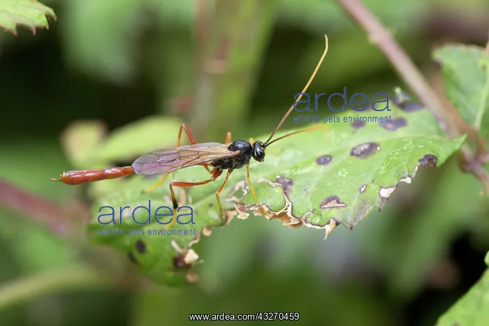 : 80188715 Ichneumon Fly Cornwall, UK Habrocampulum : 80188715 Ichneumon Fly Cornwall, UK Habrocampulum