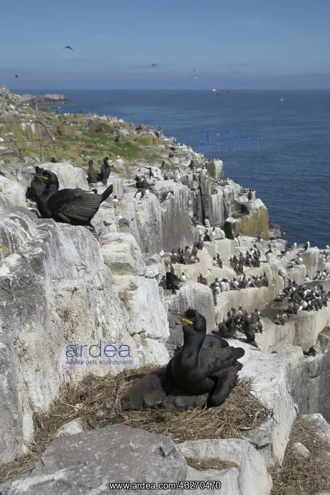 : 80188716 Seabird Colony - with Shags at nest Inner : 80188716 Seabird Colony - with Shags at nest Inner