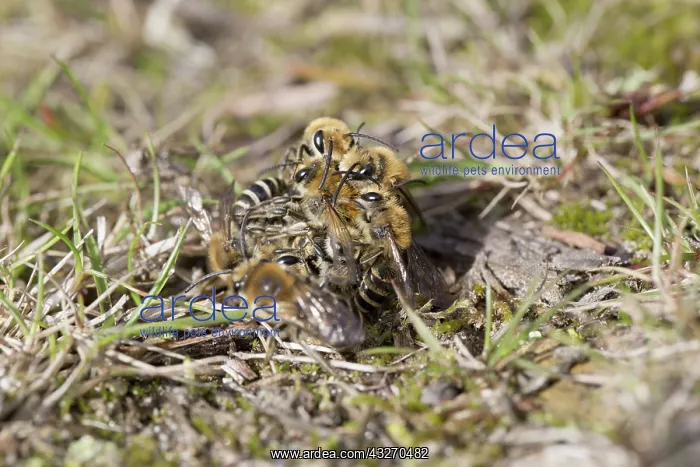 : 80188717 Ivy Mining Bee Cornwall, UK Colletes hederae : 80188717 Ivy Mining Bee Cornwall, UK Colletes hederae