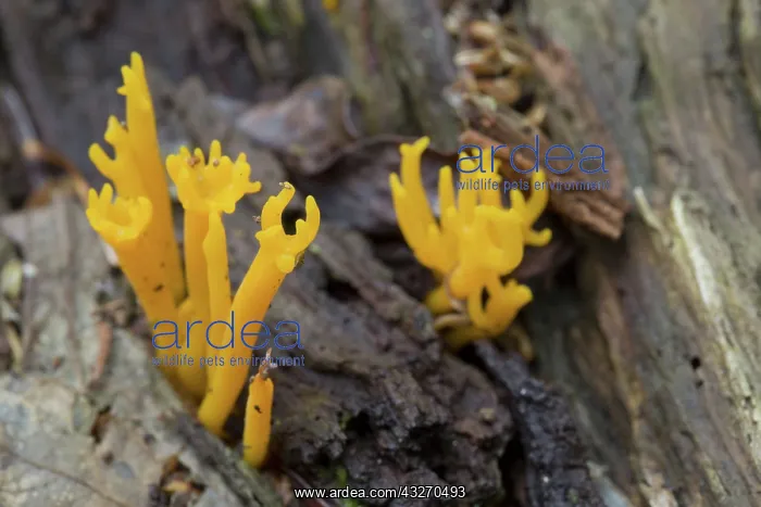 : 80188718 Jelly Antler Fungus Cornwall, UK Calocera : 80188718 Jelly Antler Fungus Cornwall, UK Calocera