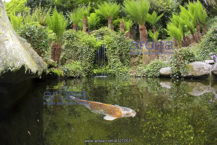 : 80188720 Koi Carp Trebah Garden, Cornwall, UK David